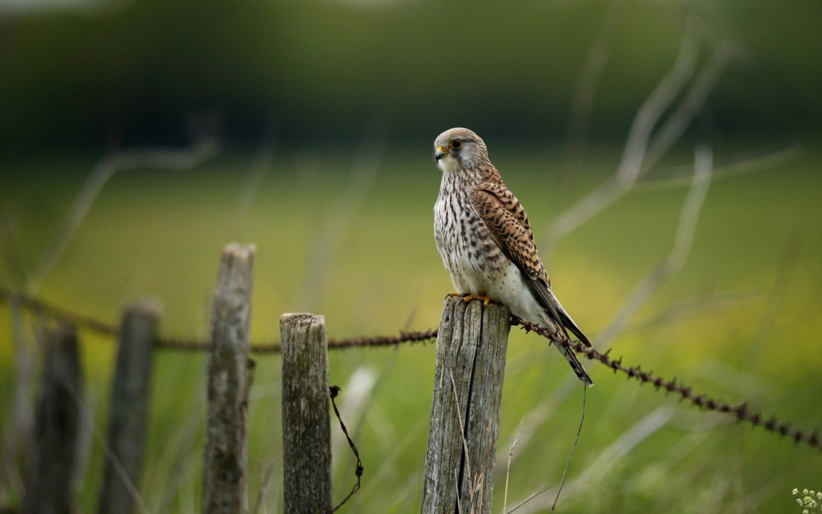 Маленький Сокол