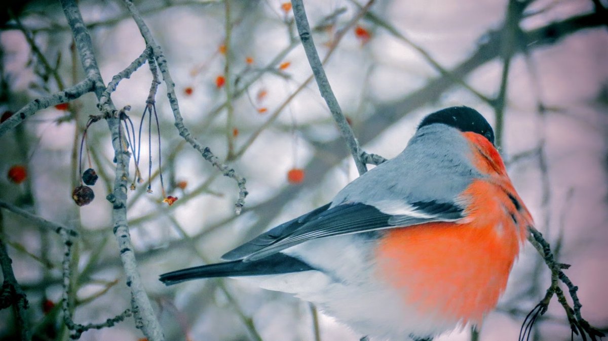 Снегирь синица свиристель