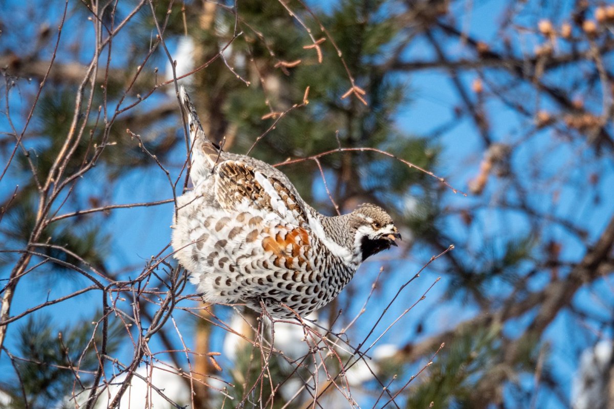 Рябчик Уссурийский птица