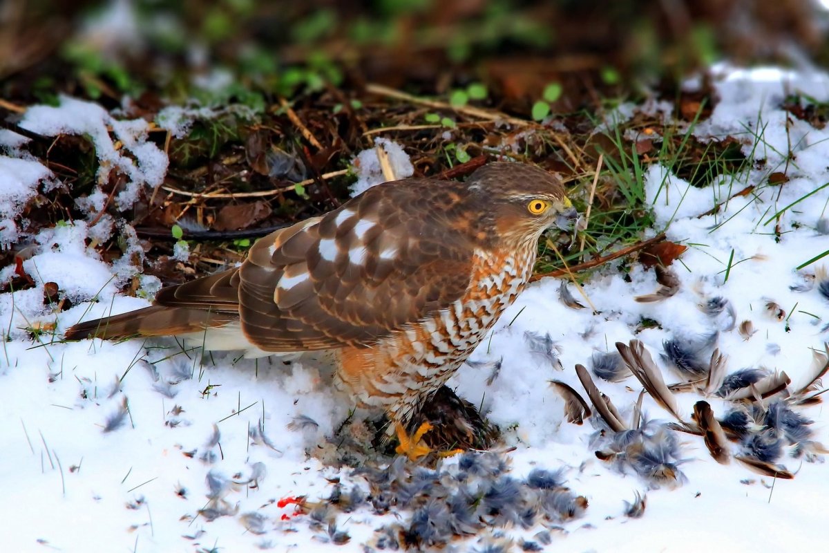 Птицы хищники зимой