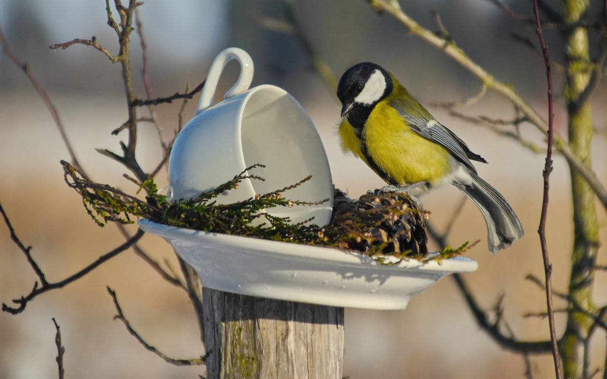 Зимующие птицы