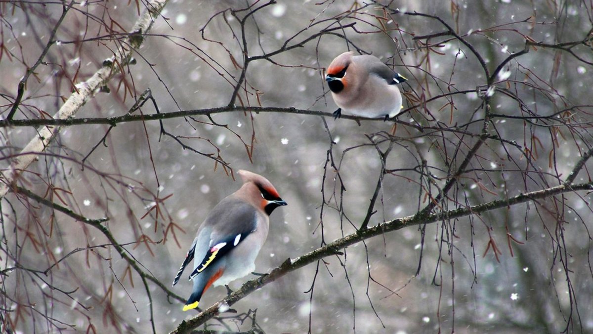 Свиристели и синички