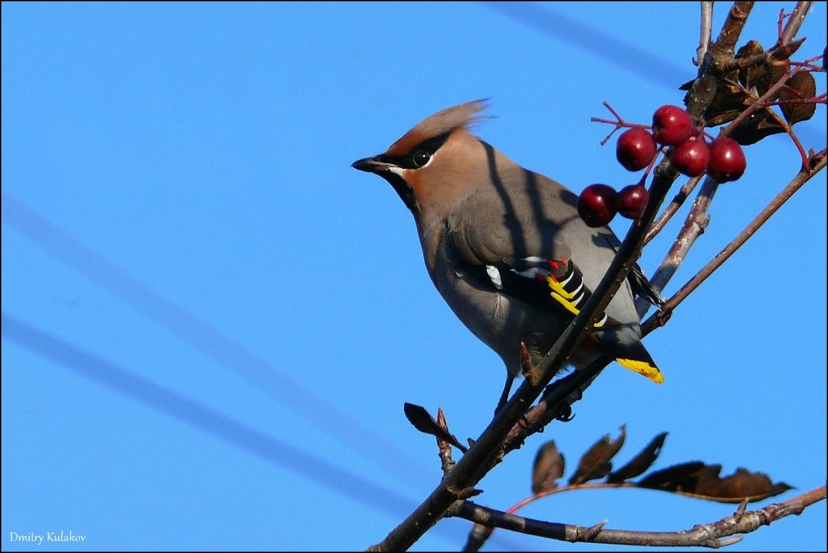 Красивые птицы Вологодской области
