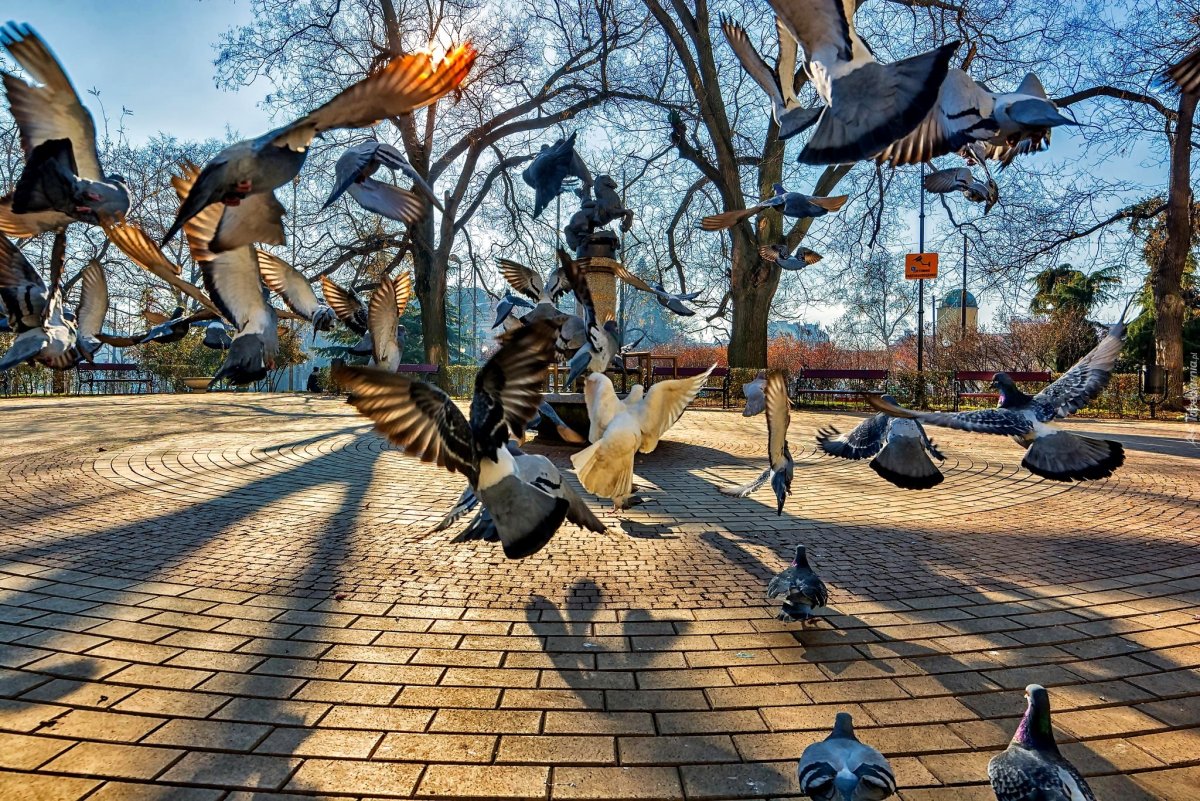 Птицы в парке