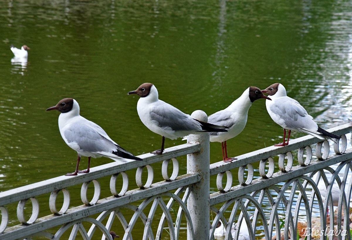 Птицы в городских парках