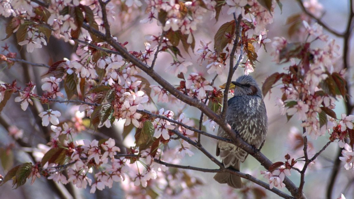 Весна лес птицы