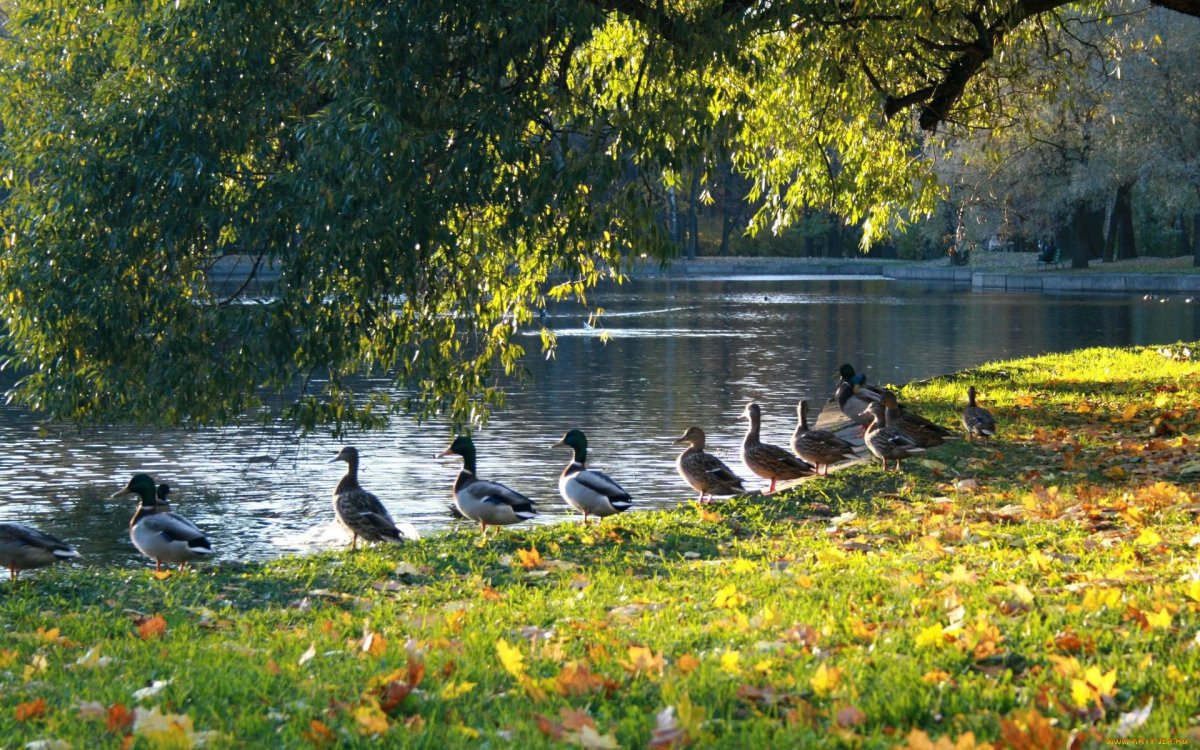 Водоплавающие птицы Екатерининский парк