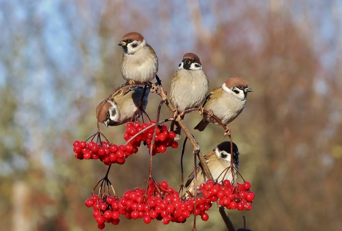 Осень птицы