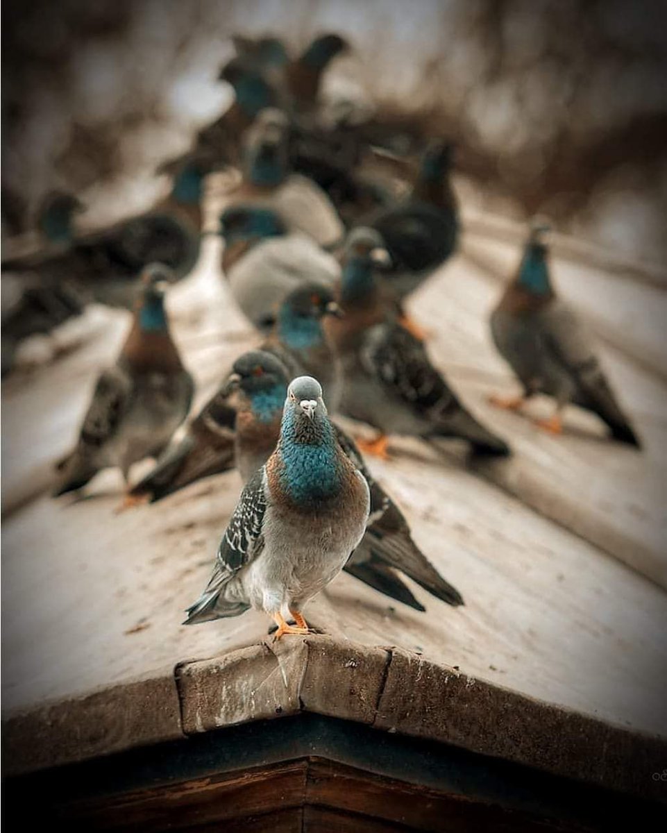 Птицы в городском парке