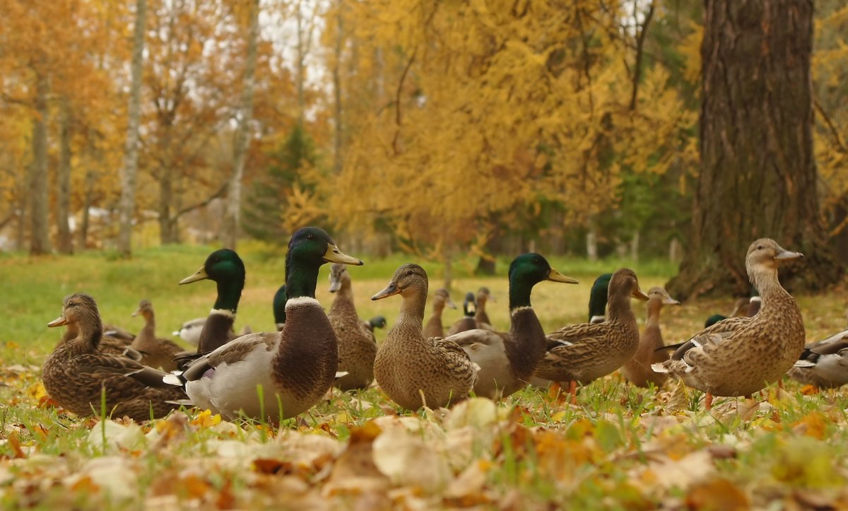 Утки в парке