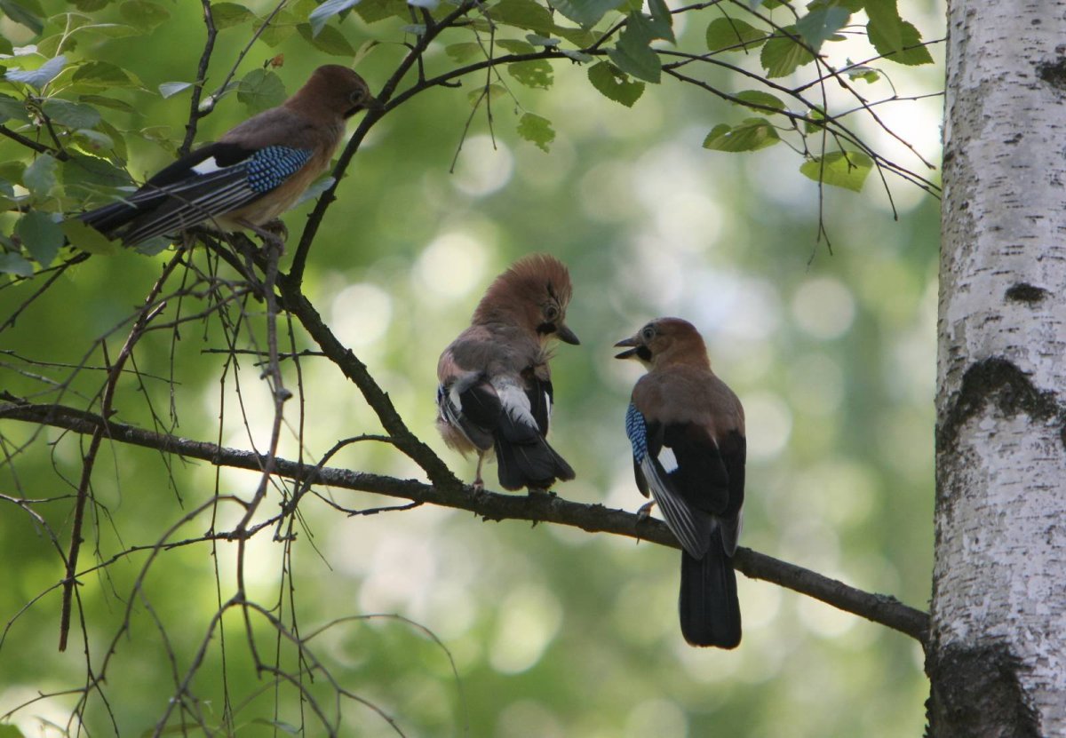 Птицы заповедника Лосиный остров
