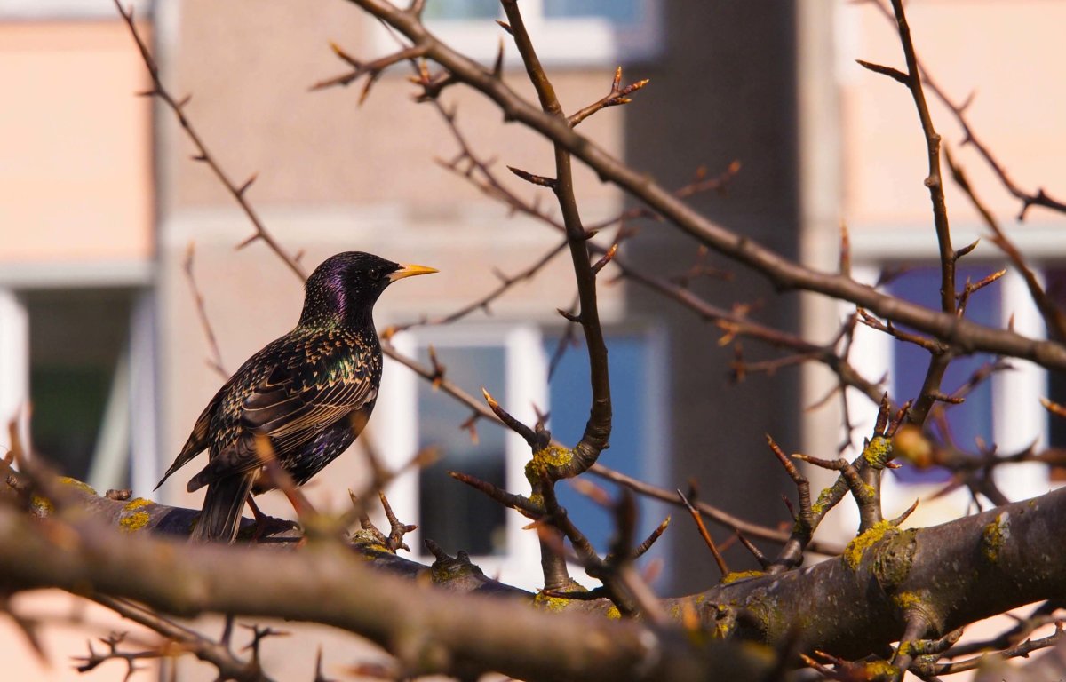 Скворец птица СПБ