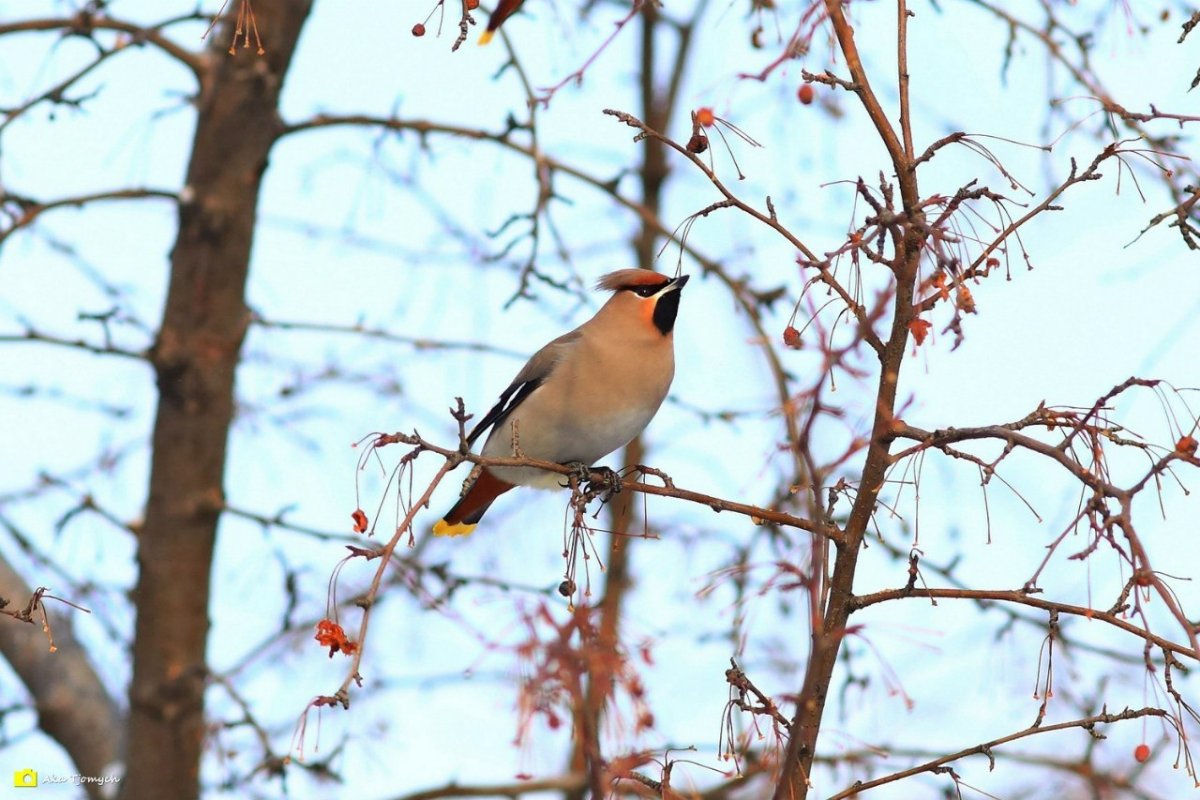 Снегирь свиристель Щур