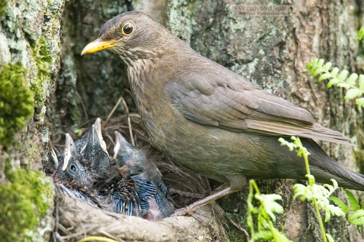 Дрозд желторотик