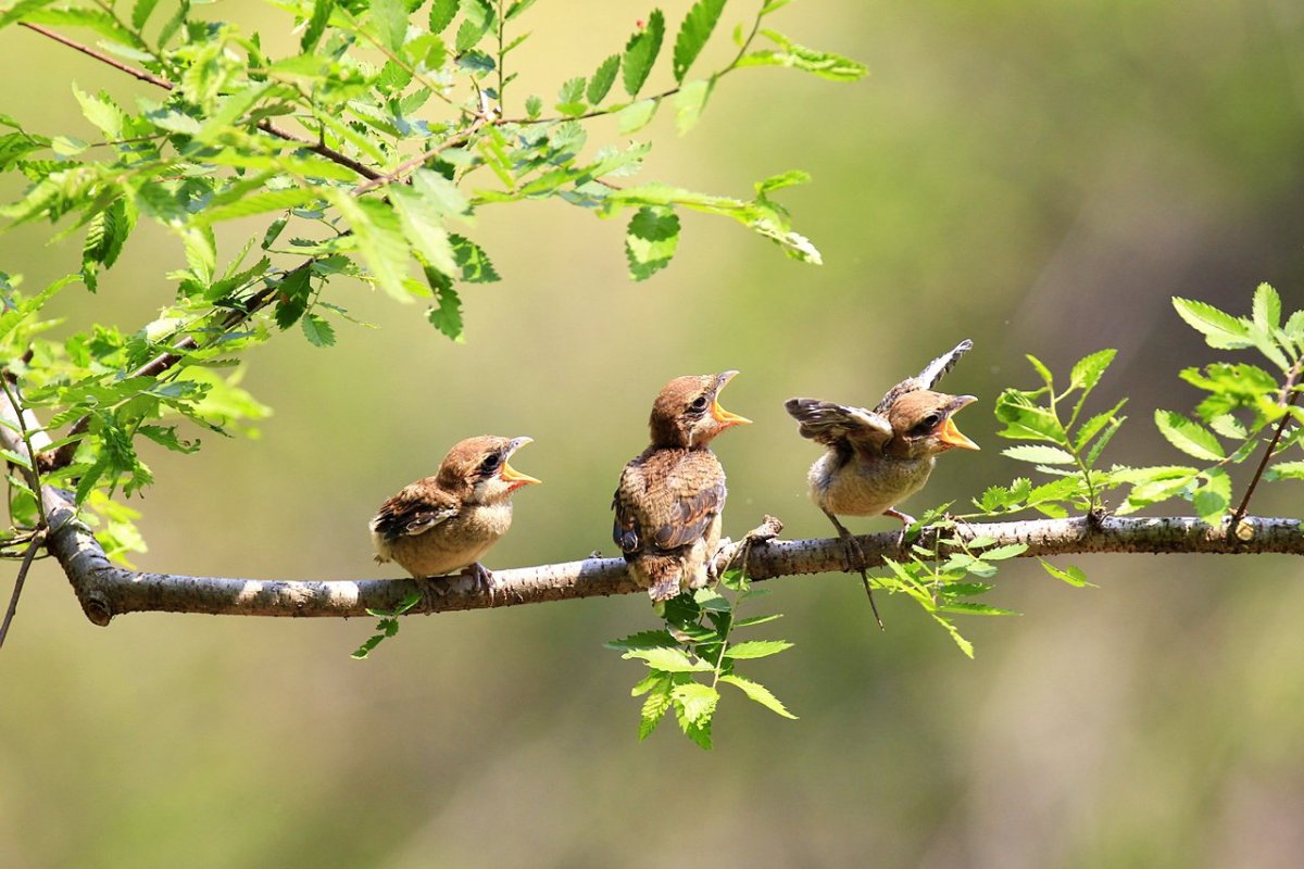 Птички в лесу