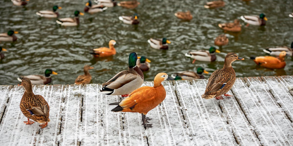 Огарь парк Яуза