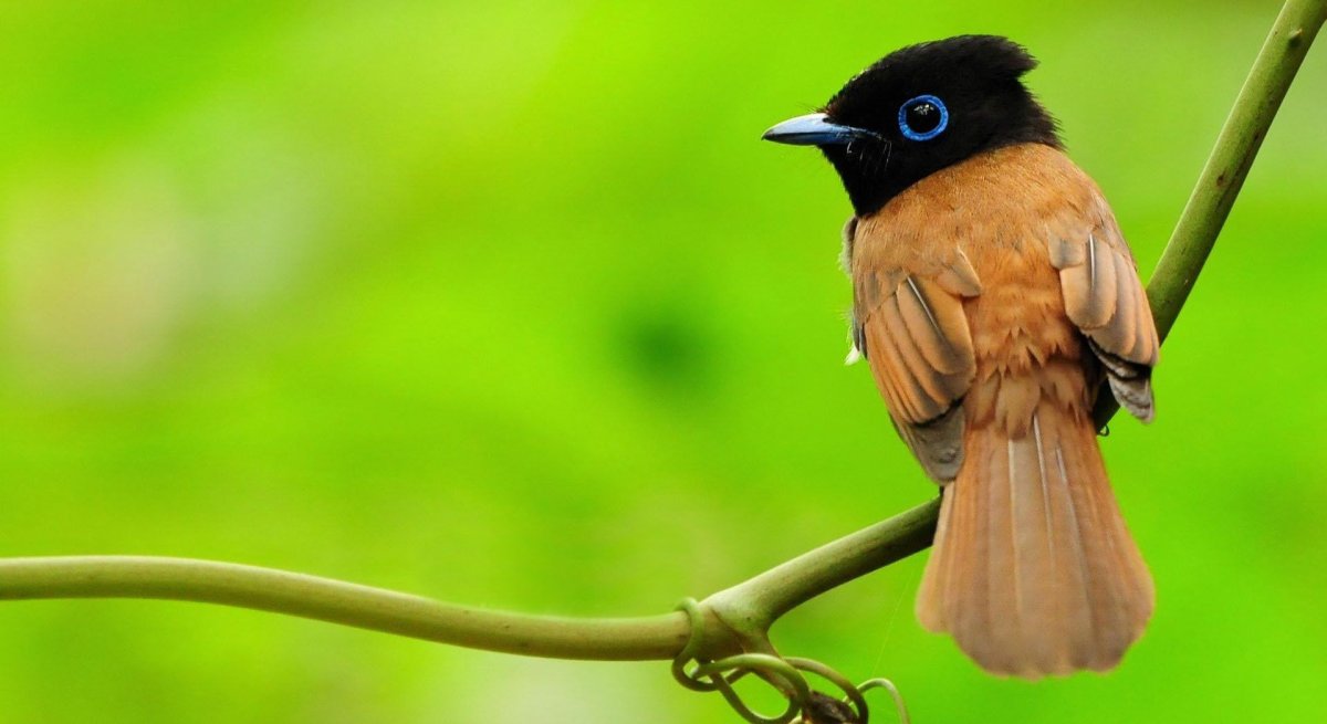 Черноголовый пересмешник