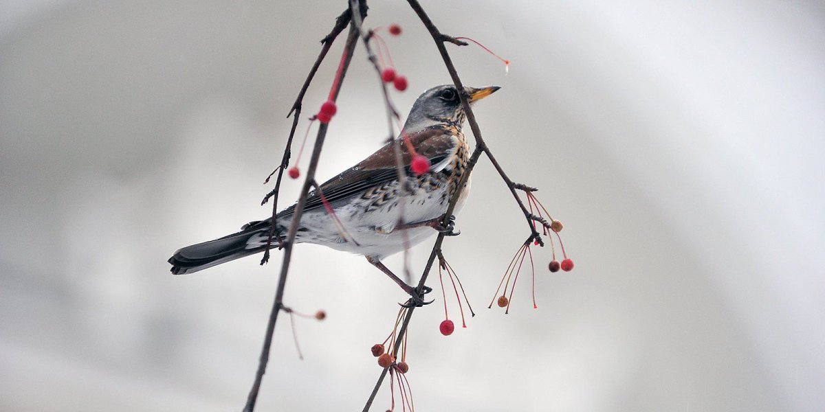 Птицы обитающие в Сокольниках
