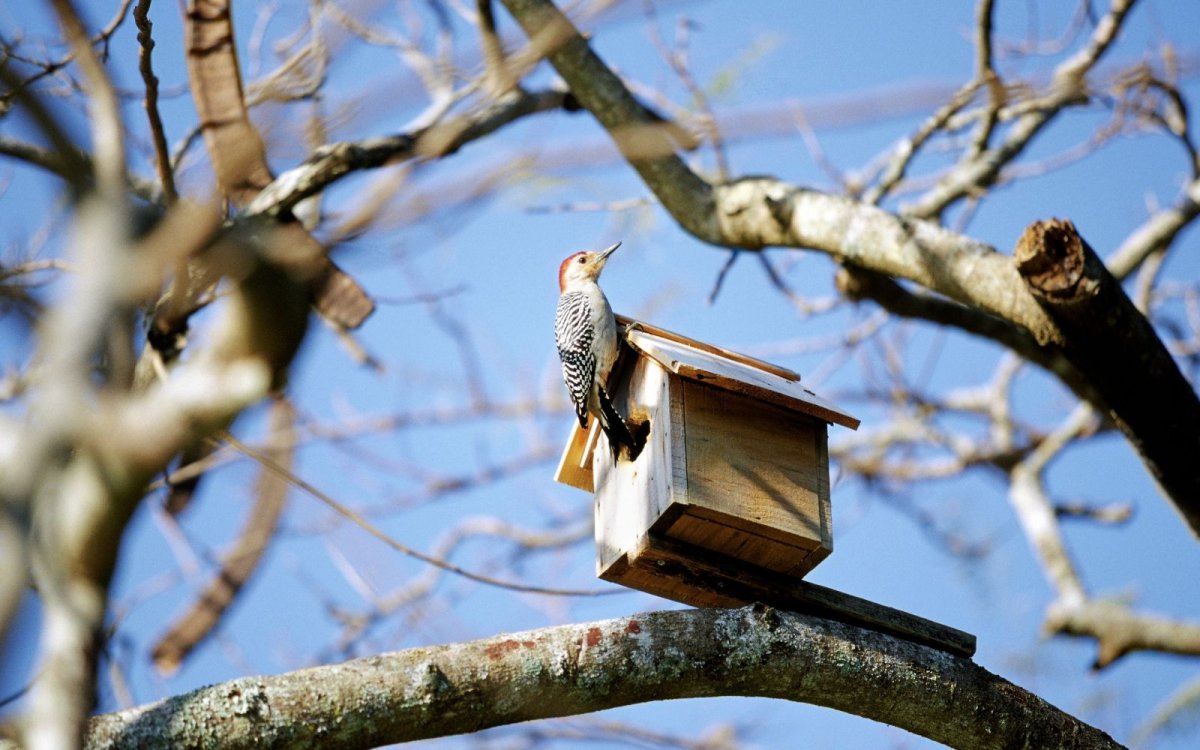 Международный день птиц фото
