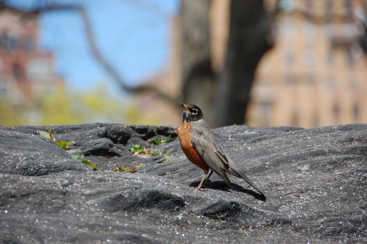 Птицы городских ландшафтов