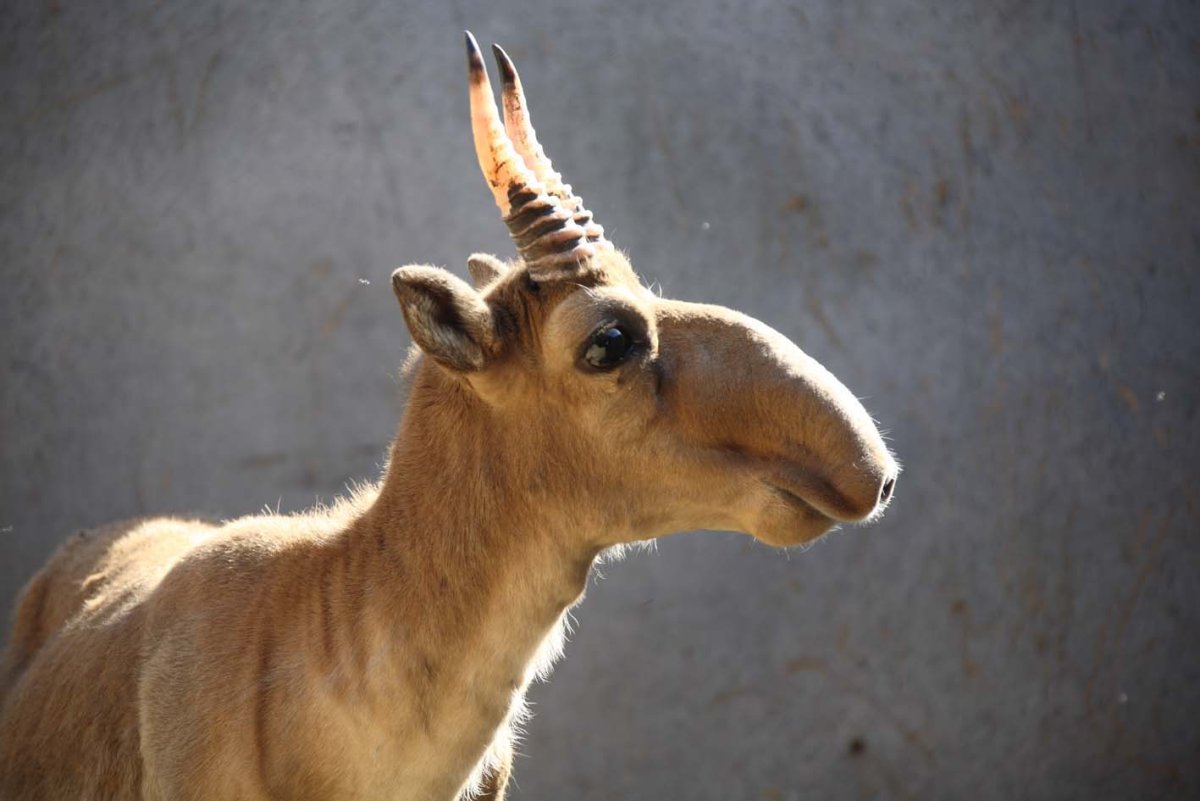 Сайгак без Рогов