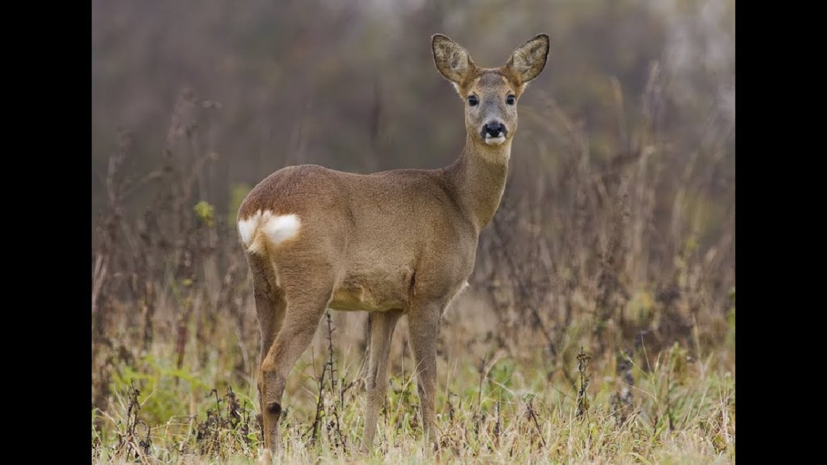 Европейская косуля
