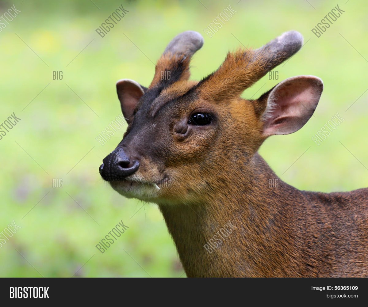 Мунтжак спит