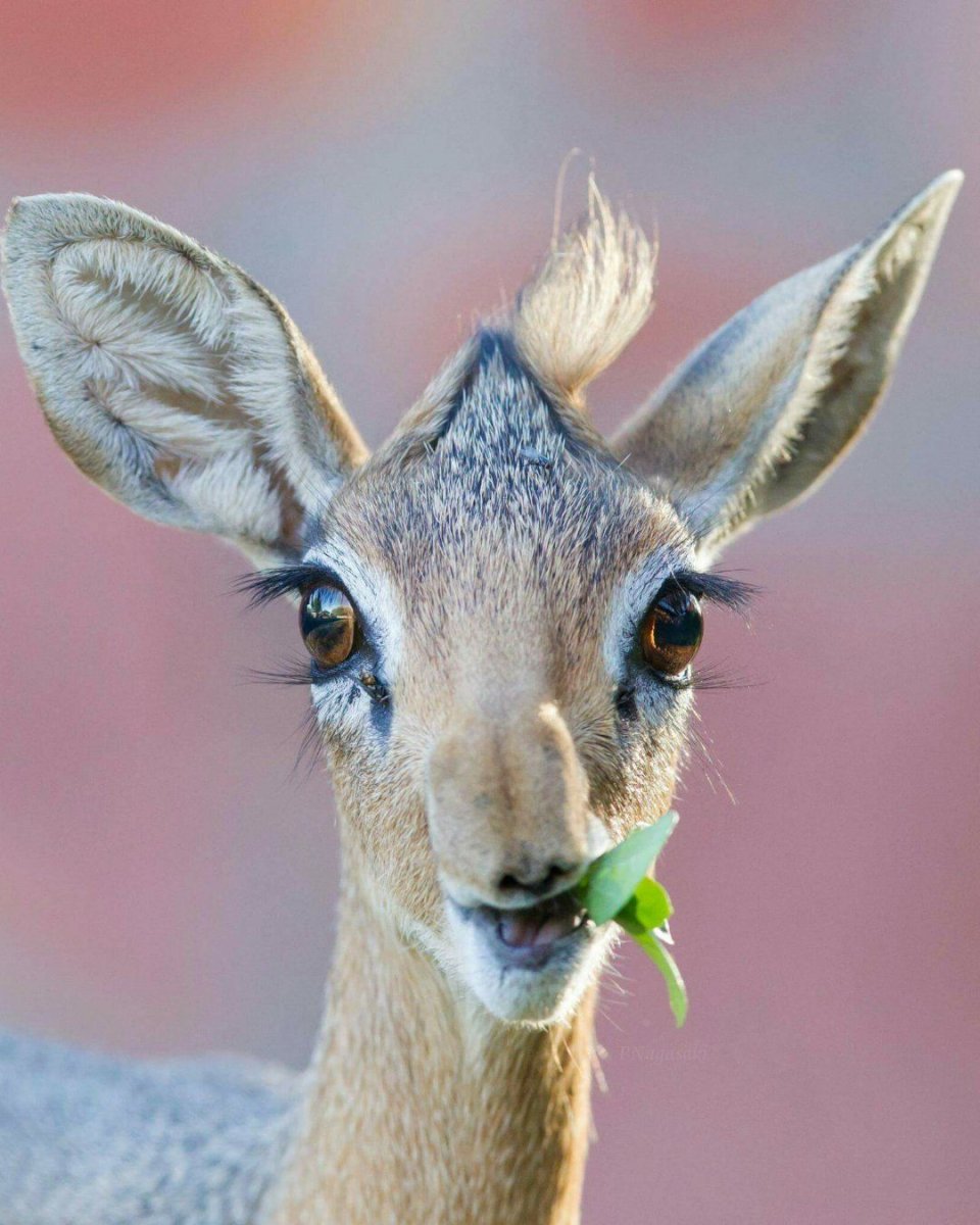 Дик-Дик кирка/ Kirk's Dik-Dik