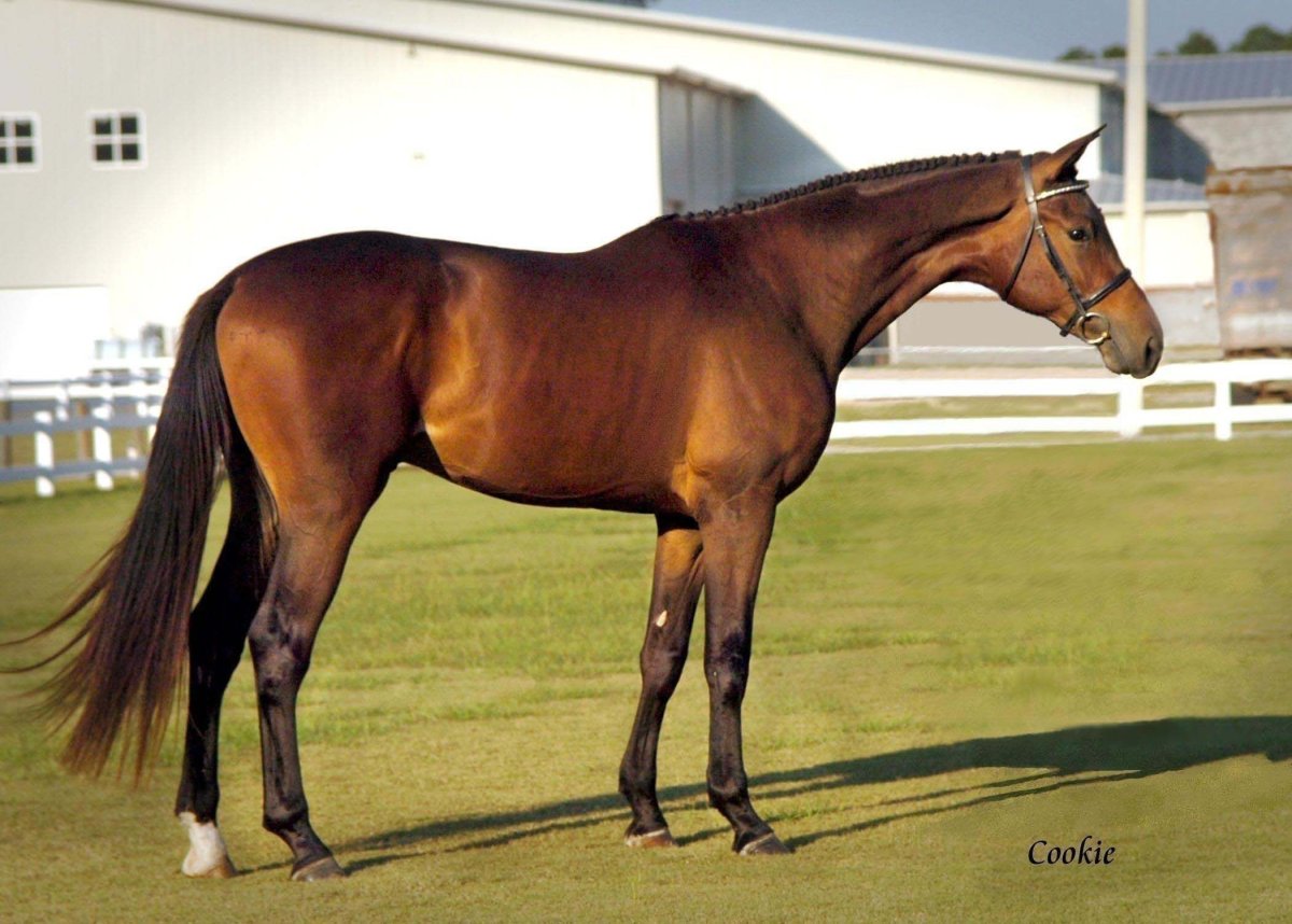 Тракененская порода лошадей