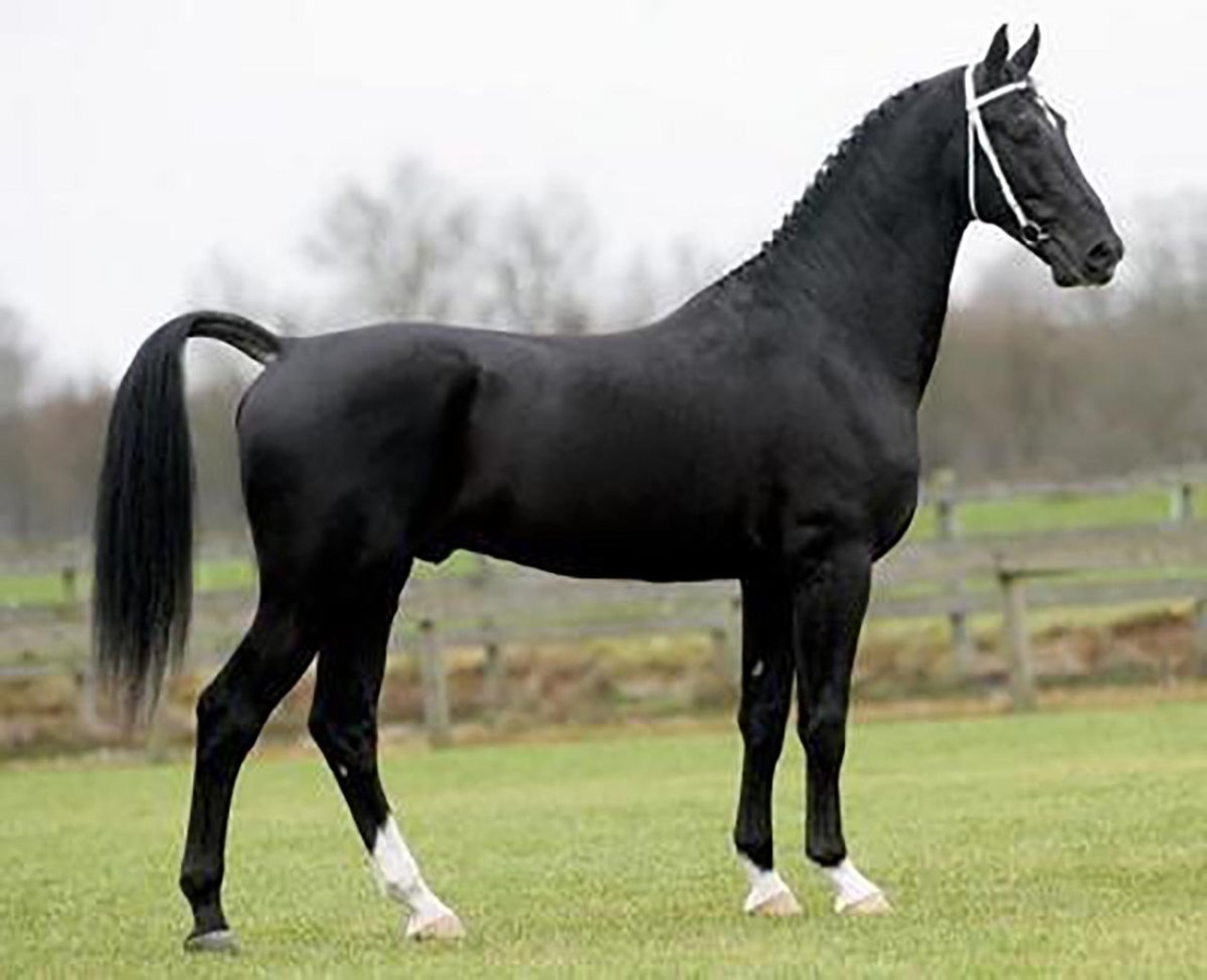 Хакнэ Вороная