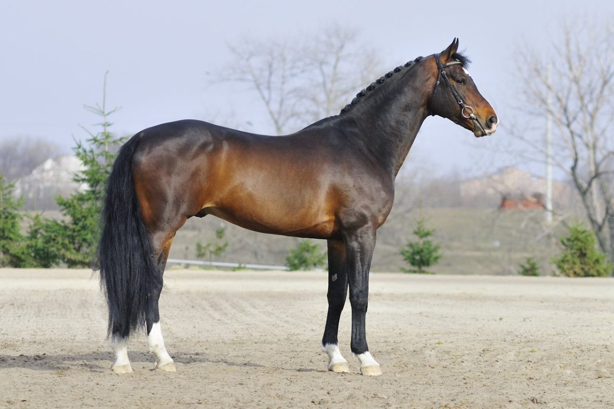 Вестфальская порода лошадей Вороная