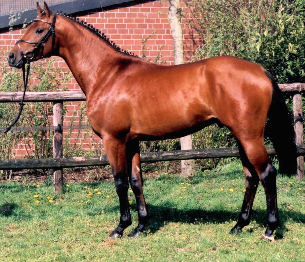 Тракененский конезавод