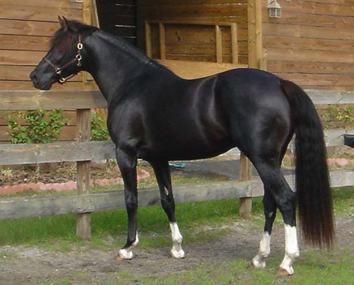 Тракененская лошадь Вороная