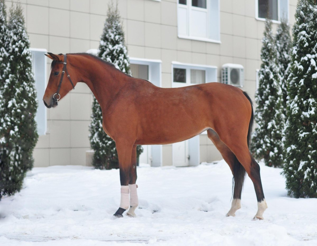 Тракененская лошадь