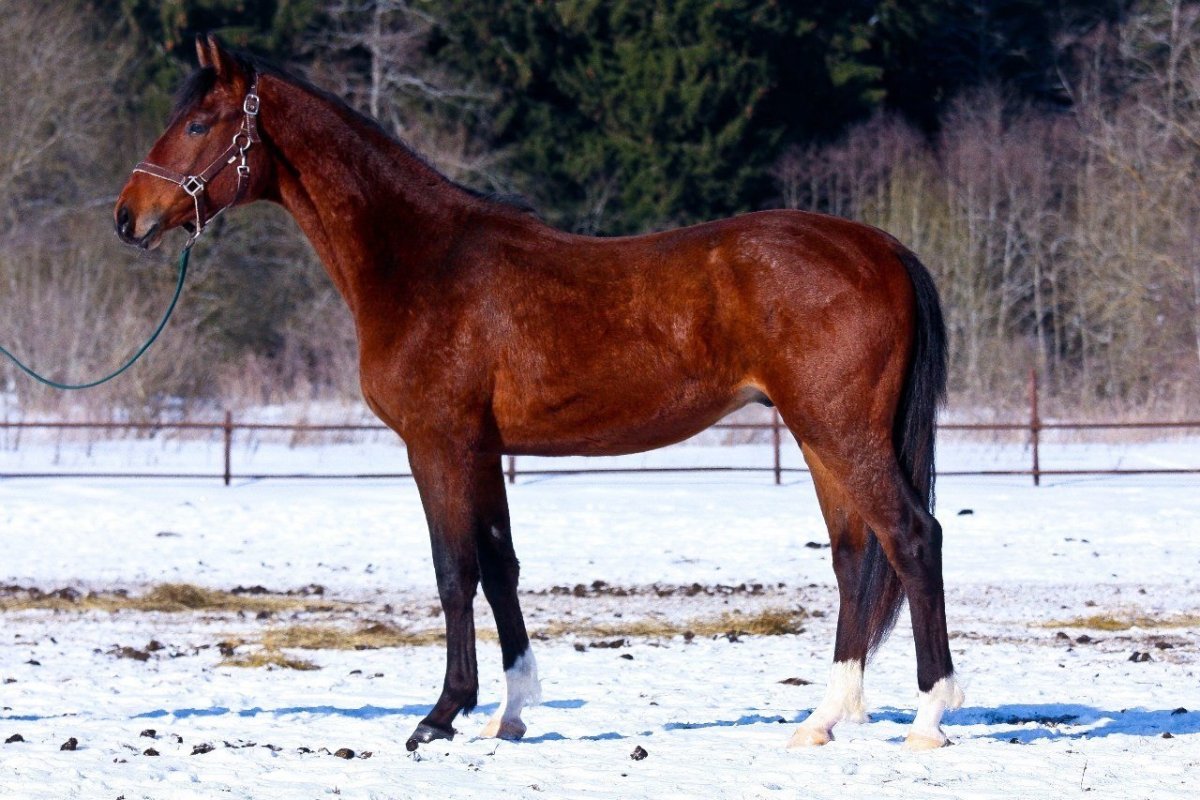 Тракененская порода лошадей гнедая