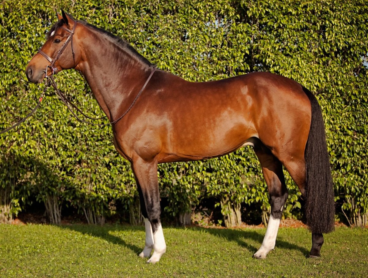 Австрийская полукровная лошадь