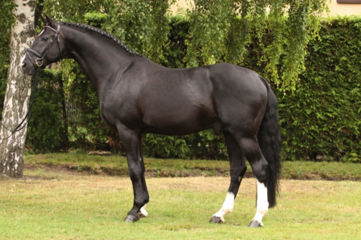 Вороной Ганноверский жеребец