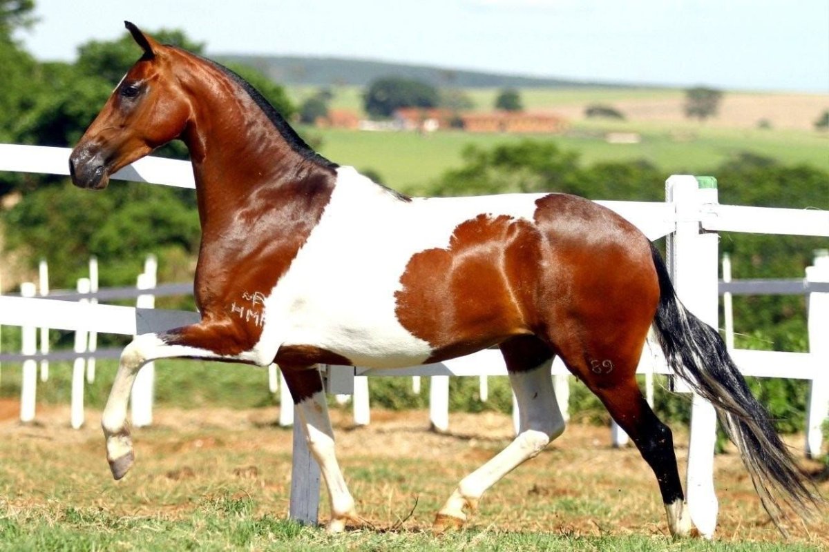 Лошадь породы Мангаларга