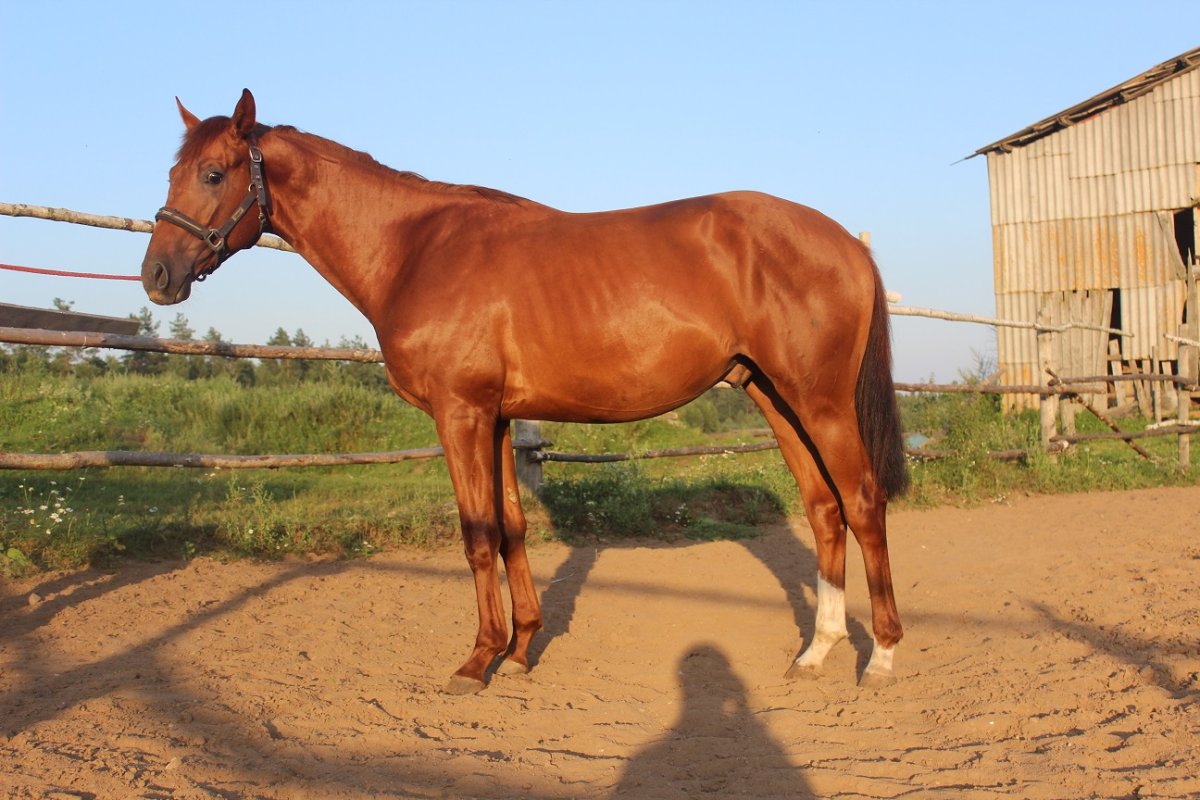Англо Тракененская порода лошадей