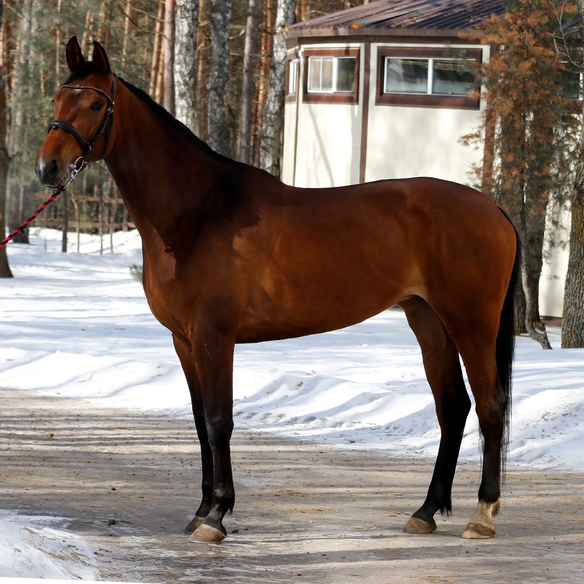 Баварская полукровная порода лошадей