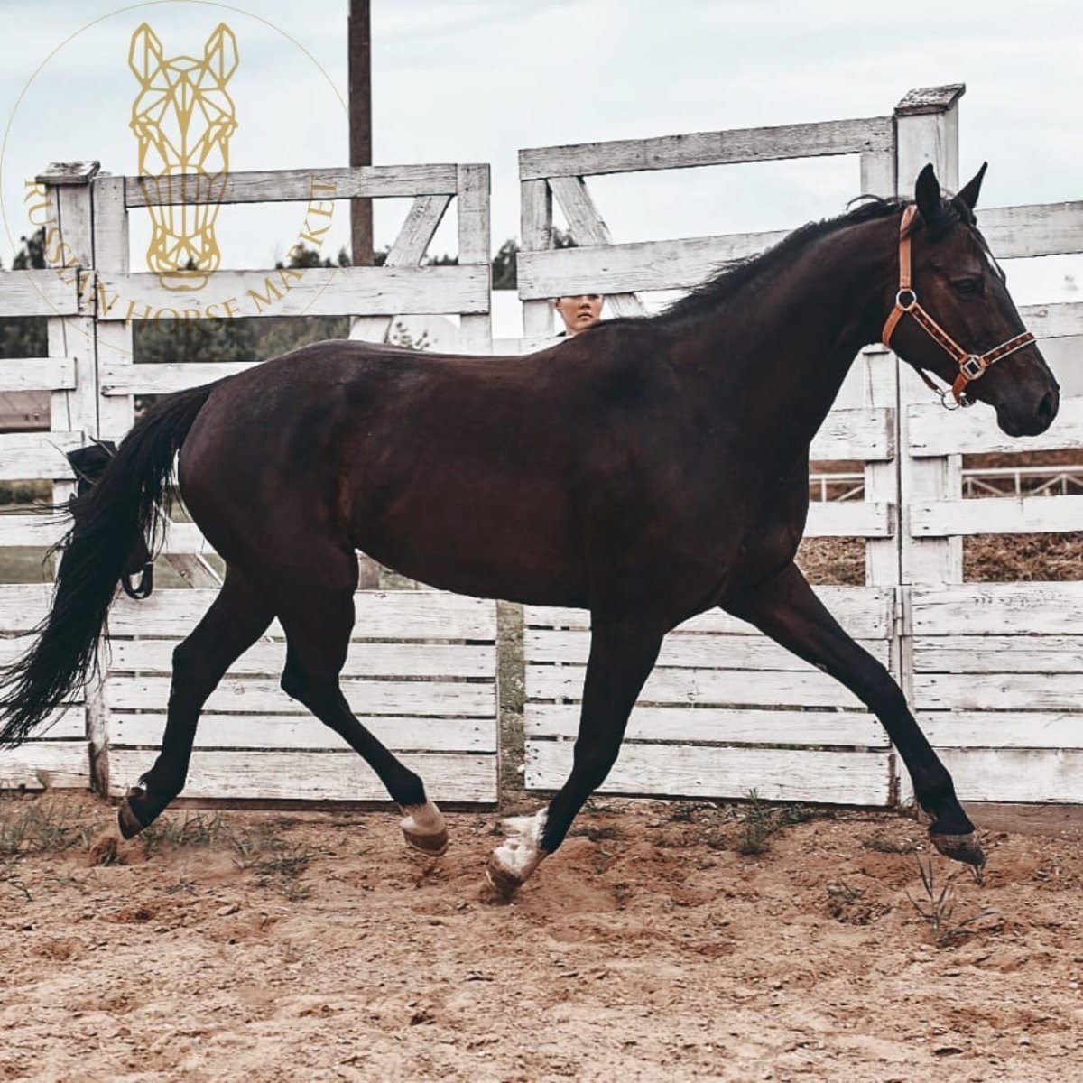 Лошадь тракененской породы