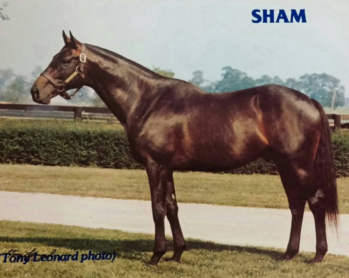 Римская порода лошадей