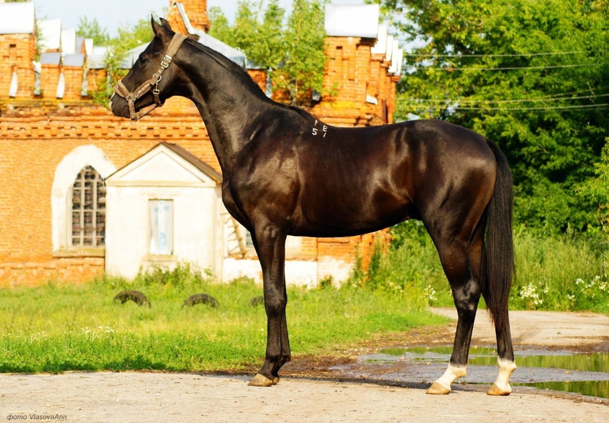 Тракененская лошадь Вороная