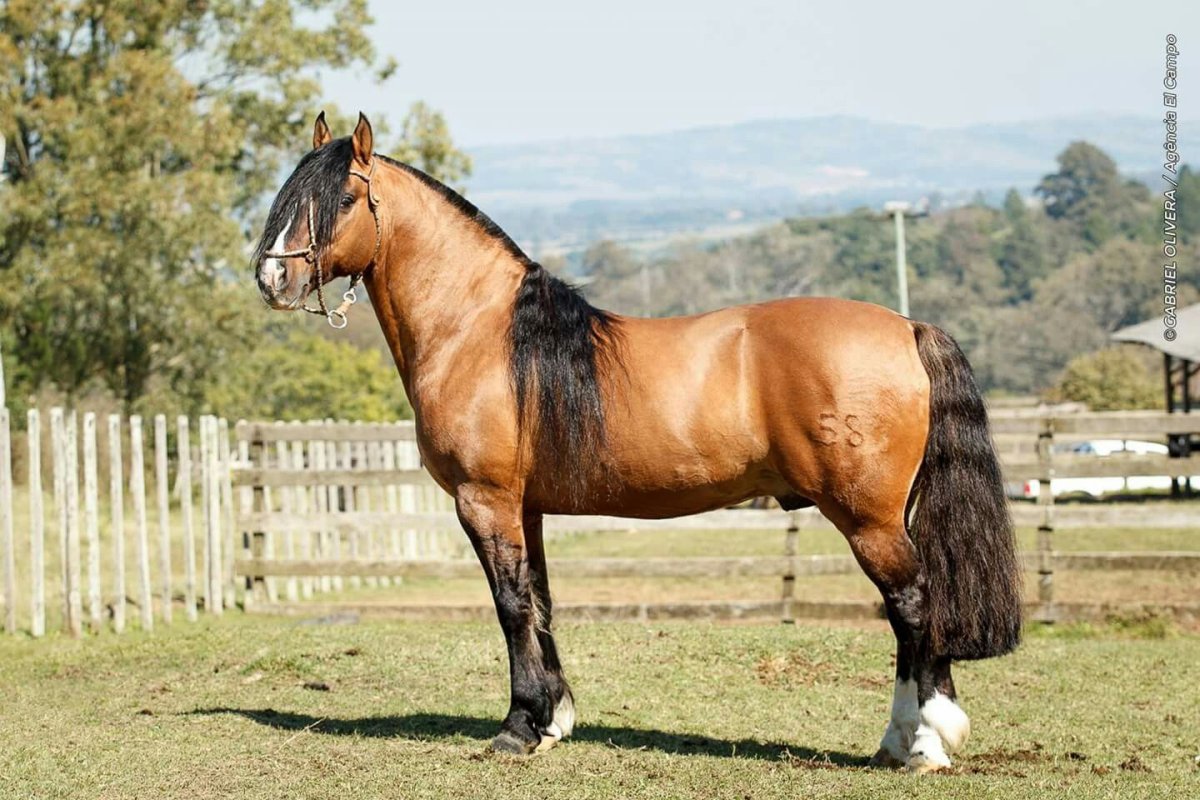 Аргентинский Криолло лошадь