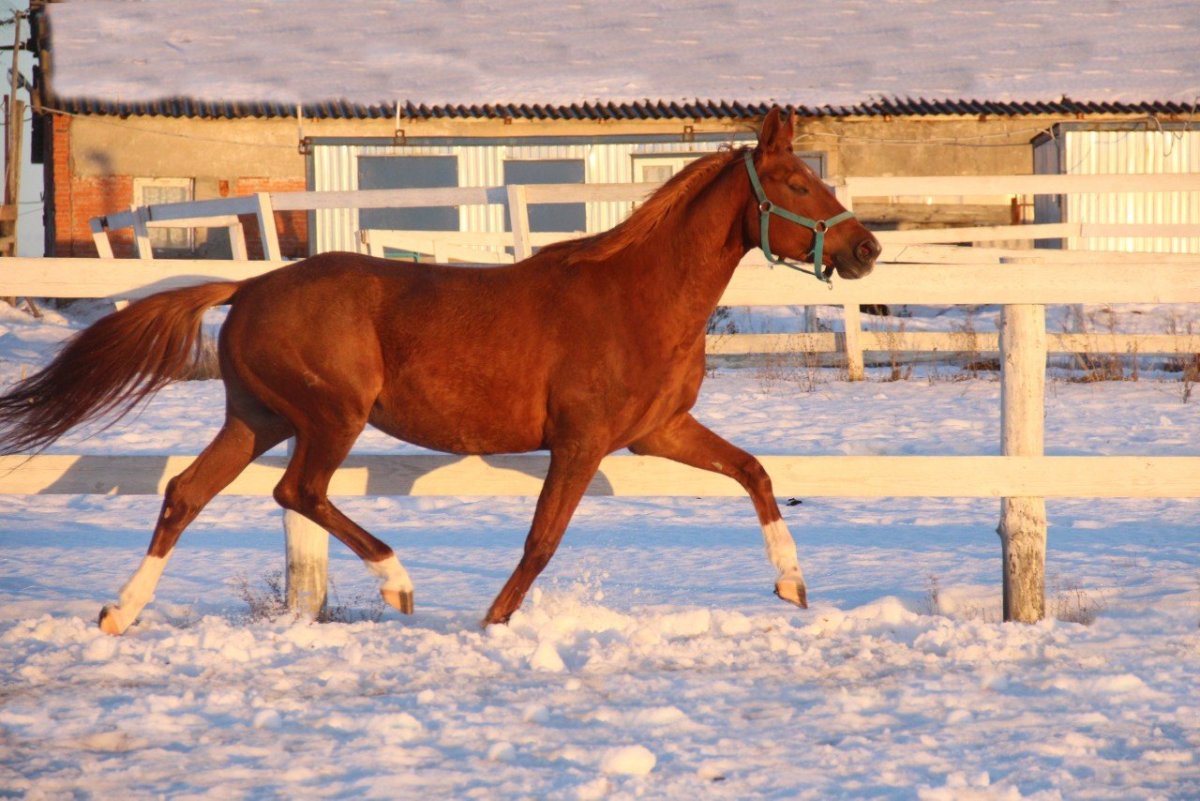 Тракененский ЖЕРЕБЕW Пилигрим