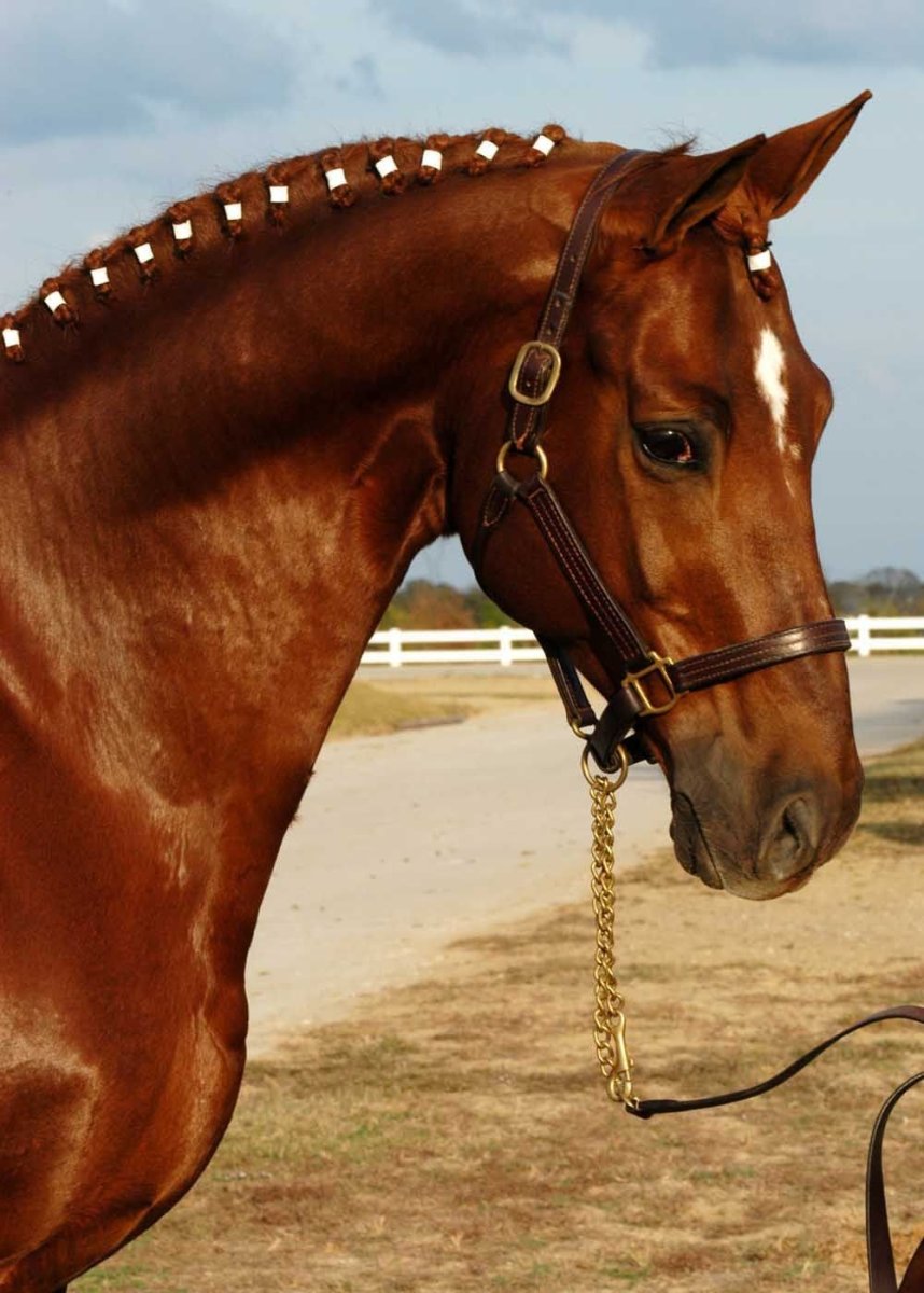 Тракененская лошадь гнедая