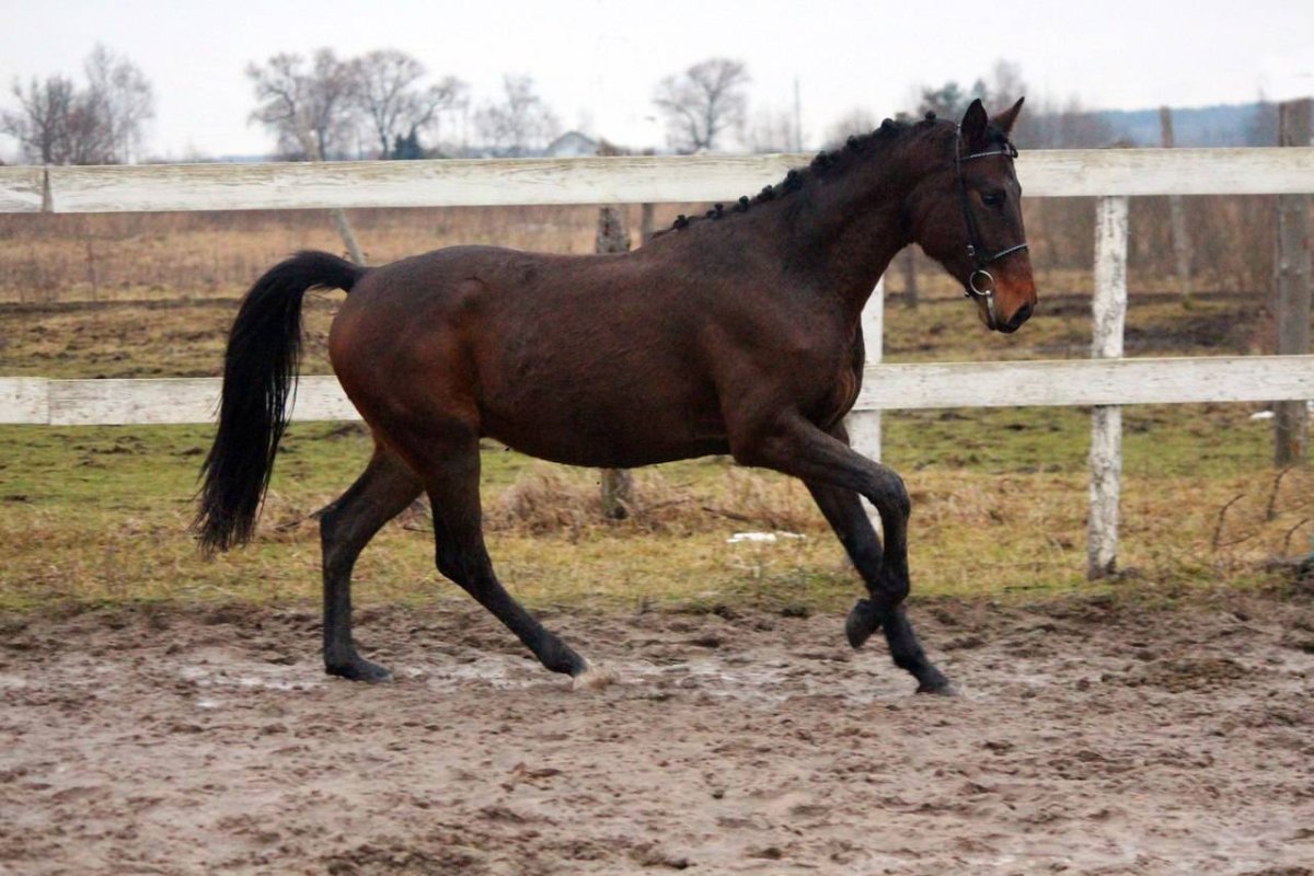 Тракененская порода гнедая