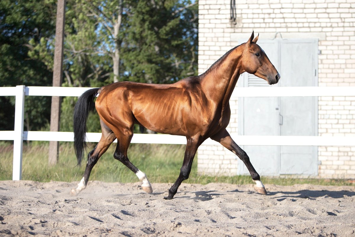 Тракененская лошадь