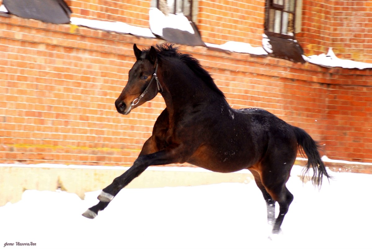 Тракененская лошадь баккара к2