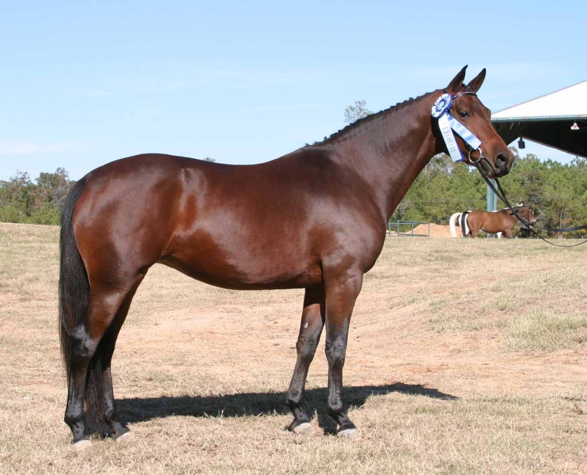 Тракененская лошадь